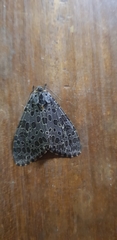Olepa ricini
