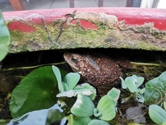 Duttaphrynus melanostictus