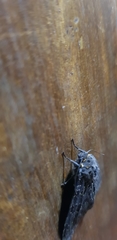 Olepa ricini