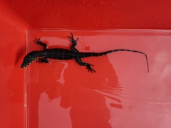 Varanus salvator macromaculatus
