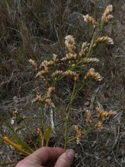 Limonium australe