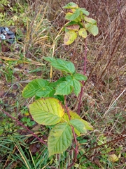 Rubus