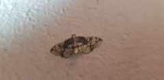 Omphisa anastomosalis