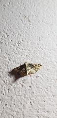 Omphisa anastomosalis