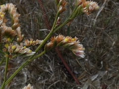 Limonium australe