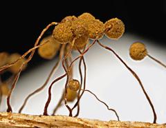 Cribraria aurantiaca