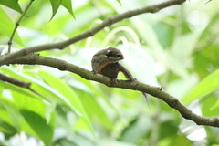 Tamiops mcclellandii