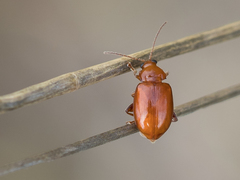 Neocrepidodera transversa