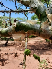 Commiphora marlothii