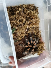 Araneae