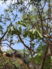 Commiphora marlothii
