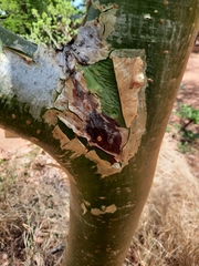 Commiphora marlothii
