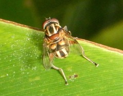 Austalis conjuncta