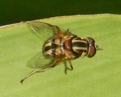 Austalis conjuncta