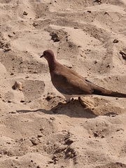 Streptopelia senegalensis