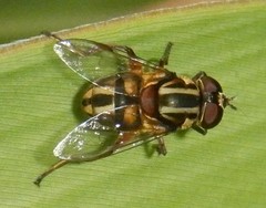 Austalis conjuncta