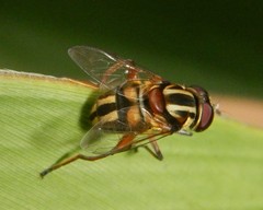 Austalis conjuncta