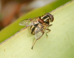 Austalis conjuncta