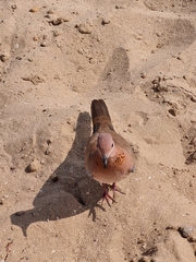 Streptopelia senegalensis