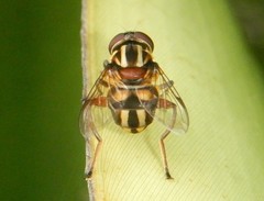 Austalis conjuncta
