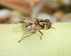 Austalis conjuncta