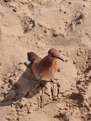 Streptopelia senegalensis