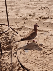 Streptopelia senegalensis