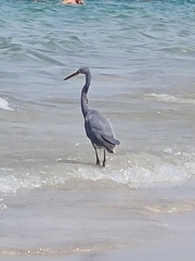 Egretta gularis