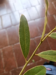 Euclea natalensis natalensis