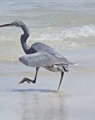 Egretta gularis