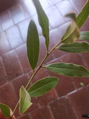 Euclea natalensis natalensis