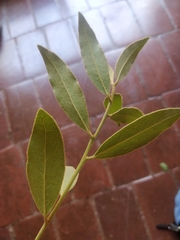 Euclea natalensis natalensis