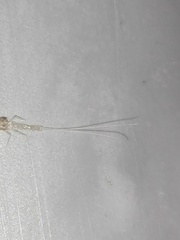 Pterygota