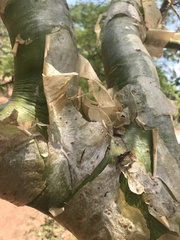 Commiphora marlothii