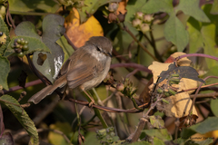 Prinia hodgsonii