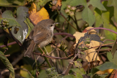 Prinia hodgsonii