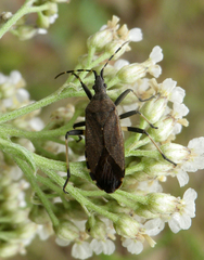 Dicranocephalus agilis