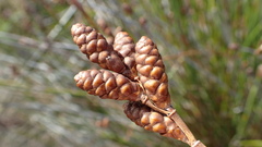 Nevillea obtusissima