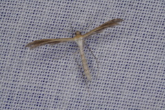 Stangeia xerodes
