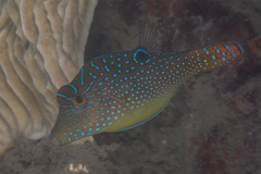 Canthigaster solandri