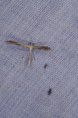 Stangeia xerodes