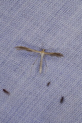 Stangeia xerodes