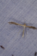 Stangeia xerodes