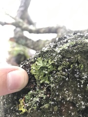 Tuckermanopsis ciliaris