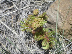 Cyphostemma natalitium