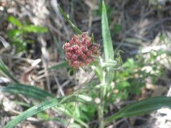 Helichrysum kraussii
