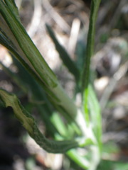 Helichrysum kraussii