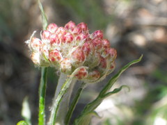 Helichrysum kraussii
