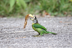 Psilopogon pyrolophus