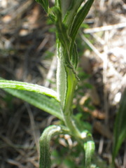 Helichrysum kraussii